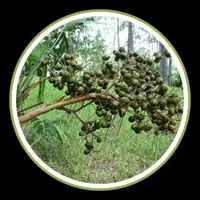 Red Raspberry Leaf antioxidants for men