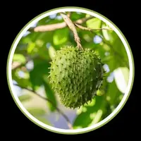 Pygeum Africanum bark extract for urinary ease